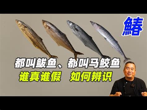 魚馬人|【魚馬人】魚馬人的奇幻邂逅：馬友於指間變身！ – 最新新聞